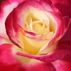 Поръчка на рози - Чайно хибридни рози  - червено - бял - Pоза Двойна наслада - интензивен аромат - Херберт Ц.Суим,А.Е.§А.В.Елис - Много силна весела роза.Развива се добре в оранжерия на горещо,сухо външно време.